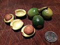 myrtle fruit bay nut